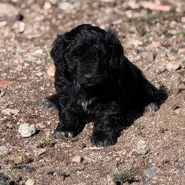 Boy 2 - Black and tan male Corgipoo puppy in Junction, Utah from Sugar Doodles