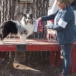 Rosie - Shetland Sheepdog