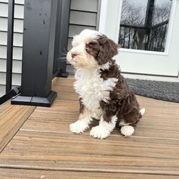 Miss Indie - Brown and white female Bernedoodle puppy in Holtwood, Pennsylvania from Country Ridge Puppies