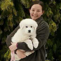 Great Pyrenees from The Yosemite Pyrenees Ranch