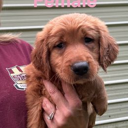 Golden Retriever Puppies from Oak Bottom Retrievers