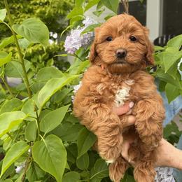 Sadie - Red female Australian Labradoodle puppy in Ferndale, Washington from Annie's Doodles