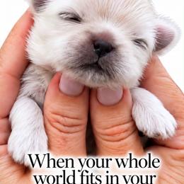 Stone - White male Shih Tzu puppy in Dallas, Texas from Heart and Soul Shih Tzu