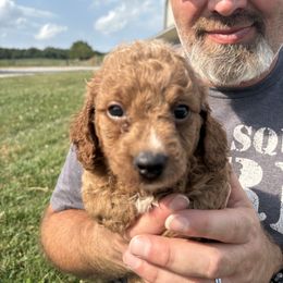 Jr. - Red male Cavapoo puppy in Osseo, Michigan from Smiths Fluffy butts