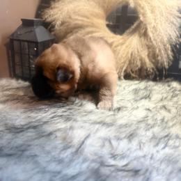 Pretzel - Red fawn male Chinese Shar-Pei puppy in Lehigh Acres, Florida from Florida Wrinkles