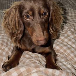 Dachshund All Grown Up from GE Miniature Dachshunds
