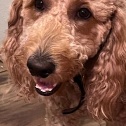 Harmony - Goldendoodle