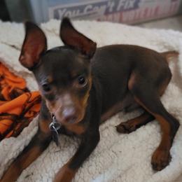 Fudge - Miniature Pinscher