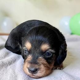 Cedar - Black and tan male Dachshund puppy in Philomath, Oregon from Bailey’s Dachshunds