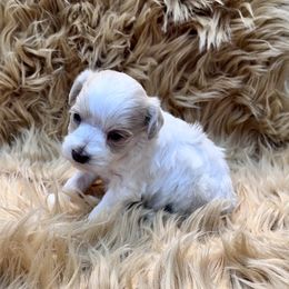 Girl 2 - Wheaten female Miniature Schnauzer puppy in Silsbee, Texas from My Little Schnauzer Pals