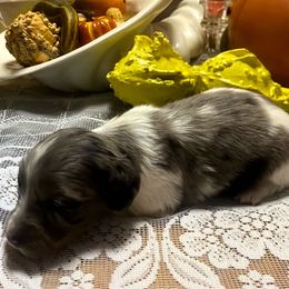MOCHI - Dapple male Dachshund puppy in Elizabethtown, Kentucky from Teeny Tiny Puppy Tails