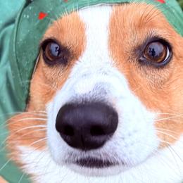Pembroke Welsh Corgis from Prairie and Pine Pembrokes