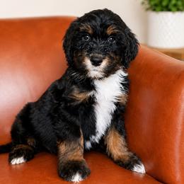 Journey - Tri-color male Bernedoodle puppy in Little Rock, Arkansas from Darlin’s Doodles