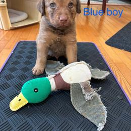 Chesapeake Bay Retriever Puppies from Marshpoint Gun Dogs