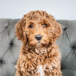 Goldendoodle Puppies from Natalie Cole's Goldendoodles