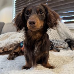 Milo - Dachshund