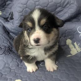 Boy 3 - Black and tan male Pembroke Welsh Corgi puppy in Edinburgh, Indiana from J Bar M Corgis