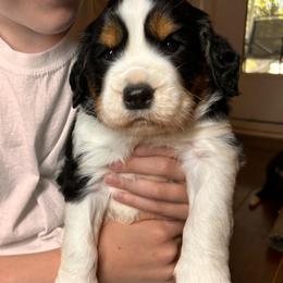 Gilbert - Black white and tan male English Springer Spaniel puppy in Battle Creek, Michigan from Eden Springer Spaniels