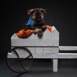 German Shepherd Puppies from Barenstadt Kennels