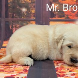 Goldendoodle, Golden Retriever, Labradoodle, and Labrador Retriever Puppies from Robertson's Retrievers and Doodles