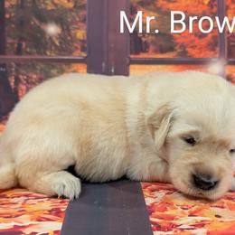 Goldendoodle, Golden Retriever, Labradoodle, and Labrador Retriever Puppies from Robertson's Retrievers and Doodles