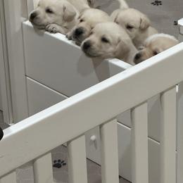 Labrador Retriever Puppies from Luvable AZ Labs