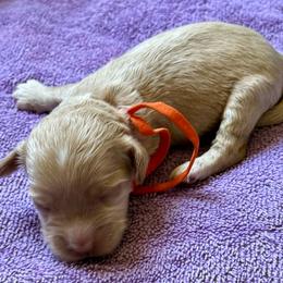 Orange - Caramel red male Australian Labradoodle puppy in Fontana, California from Grammy's Puppy Love doodles and poodles