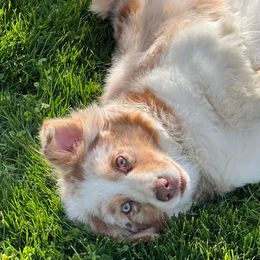 Australian Shepherds from Henderson Hill Australian Shepherds