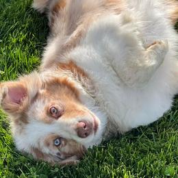 Australian Shepherds from Henderson Hill Australian Shepherds
