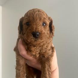 Willie - Red  male Goldendoodle puppy in Feasterville, Pennsylvania from Taylor Doodles