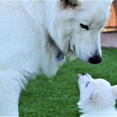 Berger Blanc Suisse Puppies from Absolute Dream White Swiss Shepherds