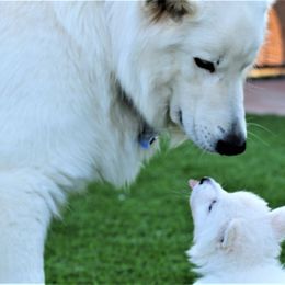 Berger Blanc Suisse Puppies from Absolute Dream White Swiss Shepherds
