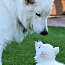 Berger Blanc Suisse Puppies from Absolute Dream White Swiss Shepherds