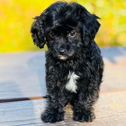 Aladdin - Black and white male Cavapoo puppy in Jackson, California from Oodles & Doodles