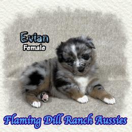 Evian - Blue merle female Miniature Australian Shepherd puppy in Forestburg, Texas from Flaming Dill Ranch Aussies