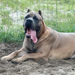 Cassian - Cane Corso