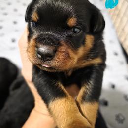 Rottweiler Puppies from Rottbies