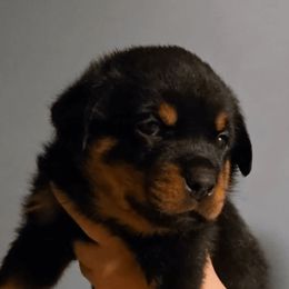 Boy 1 - Black and mahogany male Rottweiler puppy in Shepherdsville, Kentucky from Rottie Squad Kennel