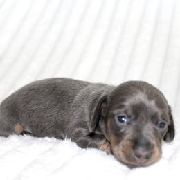 Thea (small) - Blue and tan female Dachshund puppy in Fairfax, Iowa from Grayson’s Lovable Dachshunds