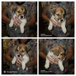 Smartie Pants - White and tan female Parson Russell Terrier puppy in Branford, Florida from Loyalville