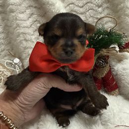 Male 1 - Black and tan male Yorkshire Terrier puppy in Lexington, North Carolina from Silver Valley Yorkies