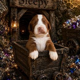 Sleepy (7 dwarfs theme) - Red  female Goldendoodle puppy in Ozark, Missouri from Halo Doodles