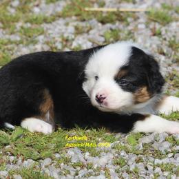 Depa, full tail - Black tri female Miniature American Shepherd puppy in Hillsdale, Michigan from Faithwalk Aussies and Mini American Shepherds
