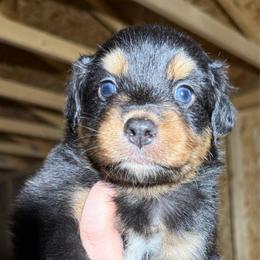 Arrax - Dilute blue male Australian Shepherd puppy in Kokomo, Indiana from North Central Aussies