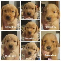 Boy 3 - Golden male Golden Retriever puppy in Lakewood, Washington from Lenhart Goldens