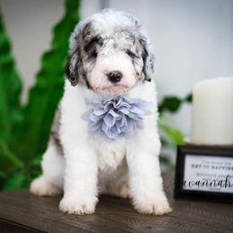 Sheepadoodle Puppies from The Farms Precious Doodles