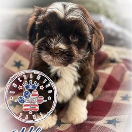 Honor - Liver male Miniature Schnauzer puppy in Dorr, Michigan from Enchanted Paws