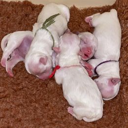 Maltese puppies from Boshi Maltese