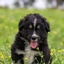 Miniature Australian Shepherds from The Farm at Hidden Springs