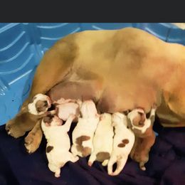 Bulldog Puppies from Pitts Kennel